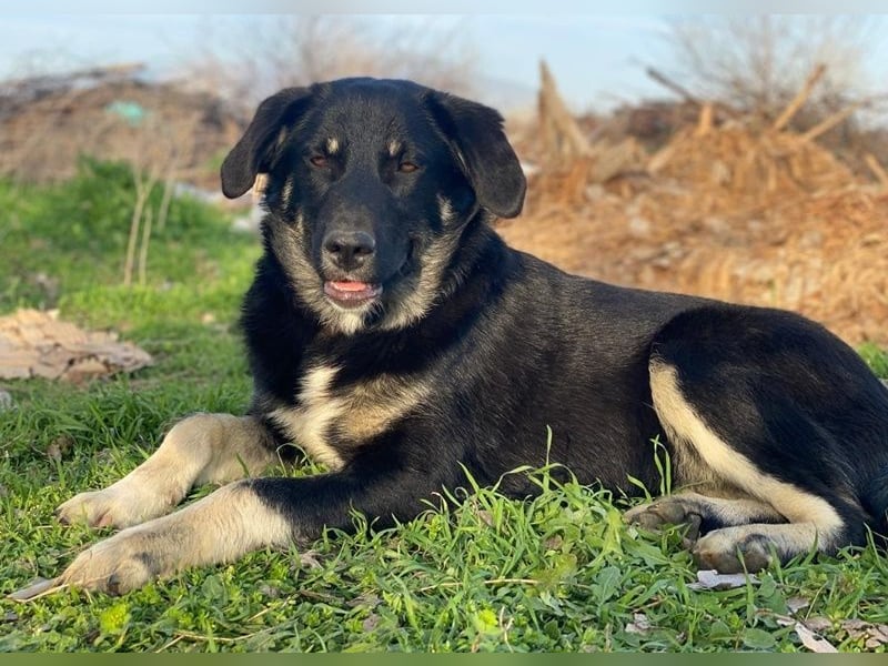 Ella, geb. ca. 09/2024, lebt in GRIECHENLAND, im städt. Tierheim Serres