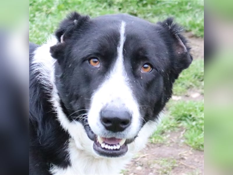 Eddy, geb. ca. 01/2018, lebt in GRIECHENLAND, im städt. Tierheim Serres