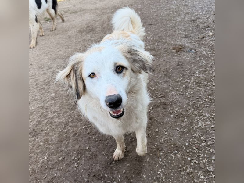 Eika, geb. ca. 02/2023, lebt in GRIECHENLAND, im städt. Tierheim Serres