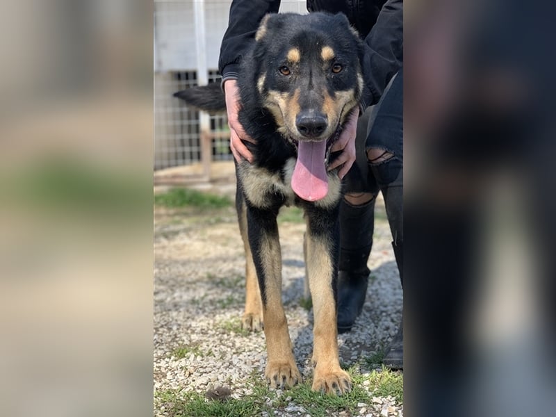 Niles, geb. ca. 05/2019, lebt in GRIECHENLAND, im städt. Tierheim Serres