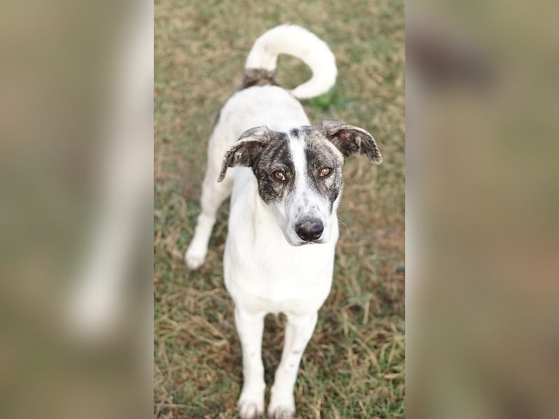 Mea, geb. ca. 11/2022, lebt in GRIECHENLAND, im städt. Tierheim Serres