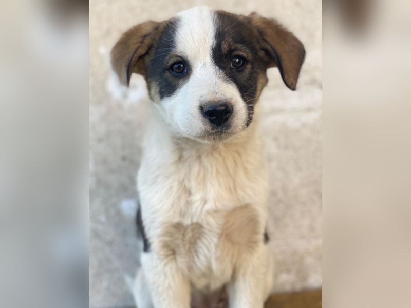 Yoko, geb. ca. 03/2026 , lebt in GRIECHENLAND, auf einer privaten Pflegestelle