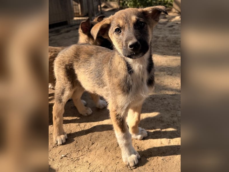 Goudy, geb. ca. 12/25, lebt in GRIECHENLAND, auf einer privaten Pflegestelle