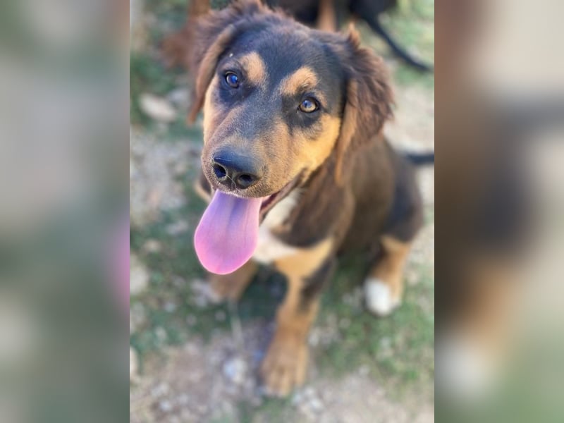 Quasti, geb. ca. 02/2025, lebt in GRIECHENLAND, auf einer privaten Pflegestelle