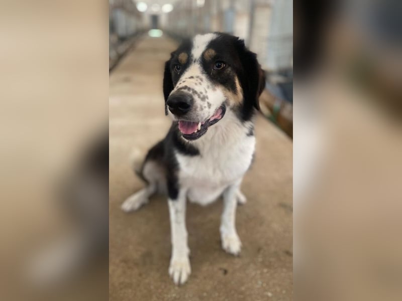 Xanda, geb. ca. 03/2023, lebt in GRIECHENLAND, im städt. Tierheim Serres