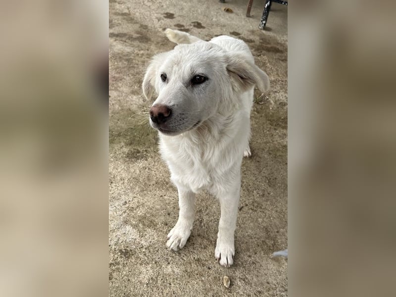 Nuala, geb. ca. 10/2024, lebt in GRIECHENLAND, auf einer privaten Pflegestelle