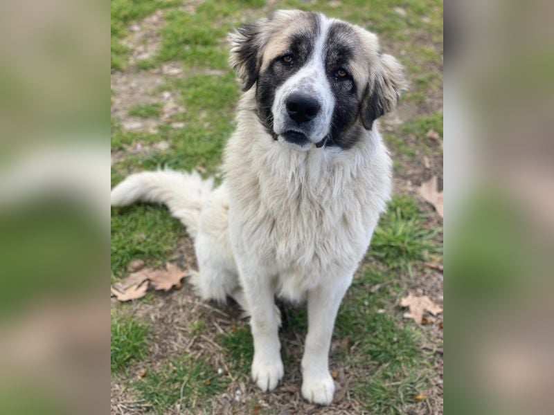 Chef, geb. ca. 07/2025, lebt in GRIECHENLAND, im städt. Tierheim Serres