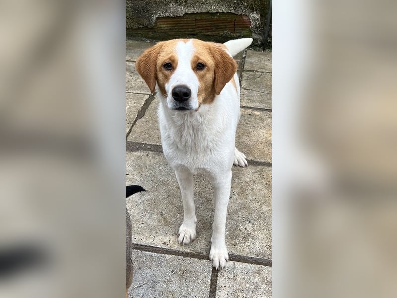 Laola, geb. ca. 05/2024, lebt in GRIECHENLAND, auf einem Gelände mit notdürftiger Versorgung