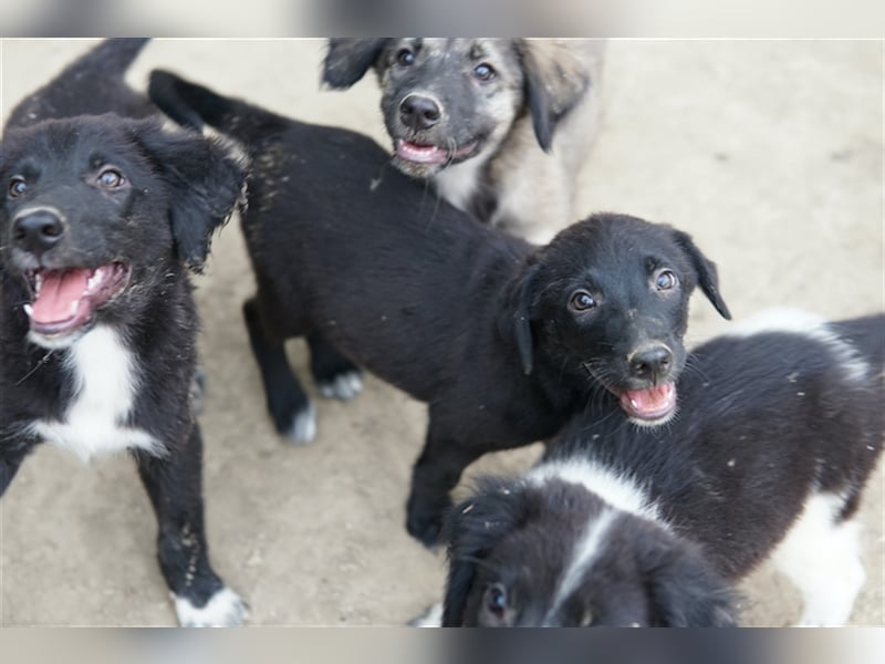 Lillia, geb. ca. 05/2024, lebt in GRIECHENLAND, auf einer privaten Pflegestelle