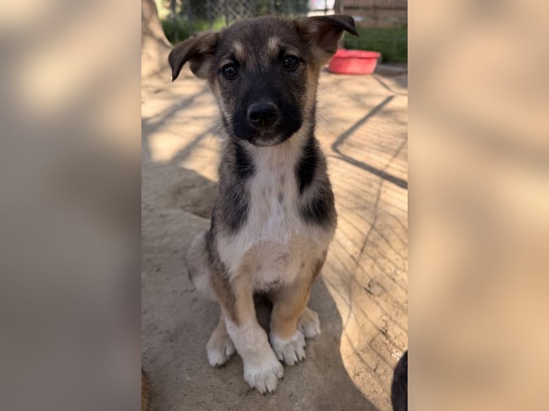 Goudy, geb. ca. 12/25, lebt in GRIECHENLAND, auf einer privaten Pflegestelle