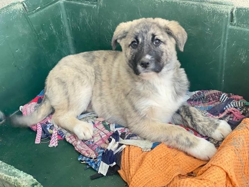 Soya, geb. ca.10/2025, lebt in GRIECHENLAND, im städt. Tierheim Serres