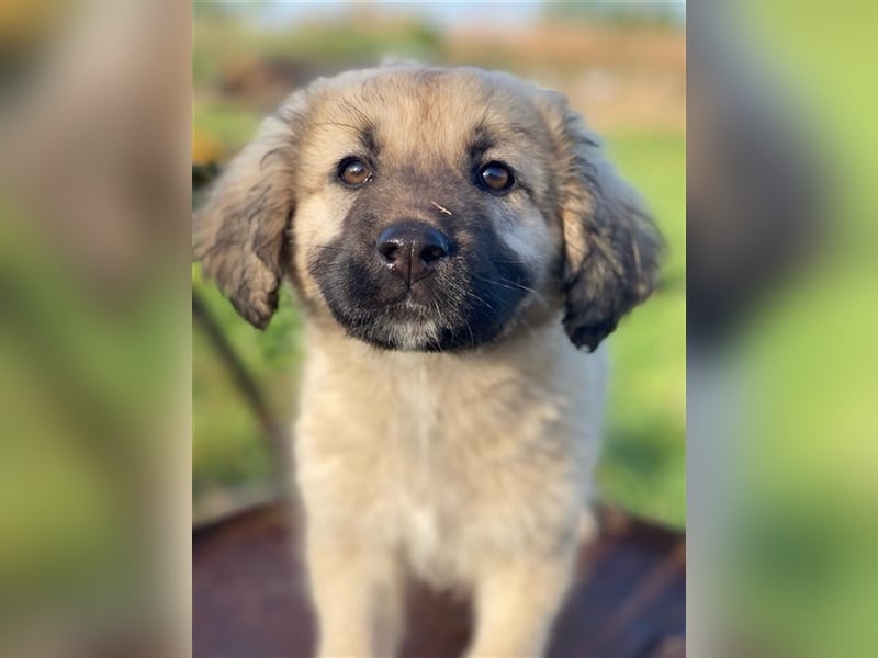 Hermine Granger, geb. ca. 12/2023, lebt in GRIECHENLAND, im städt. Tierheim Serres