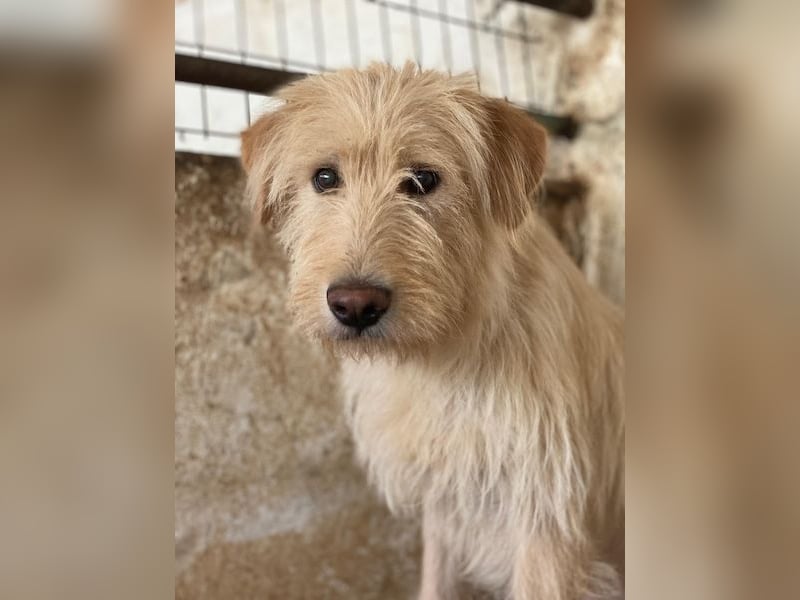 Susan, geb. ca. 04/2024, lebt in GRIECHENLAND, auf einer privaten Pflegestelle