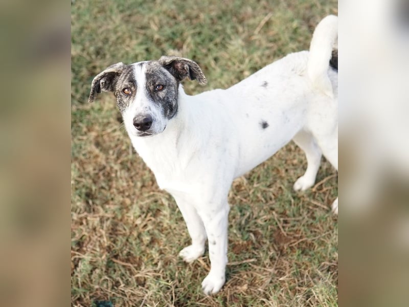 Mea, geb. ca. 11/2022, lebt in GRIECHENLAND, im städt. Tierheim Serres