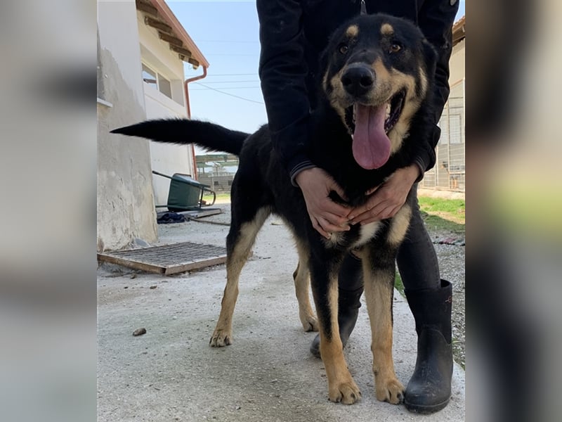 Niles, geb. ca. 05/2019, lebt in GRIECHENLAND, im städt. Tierheim Serres