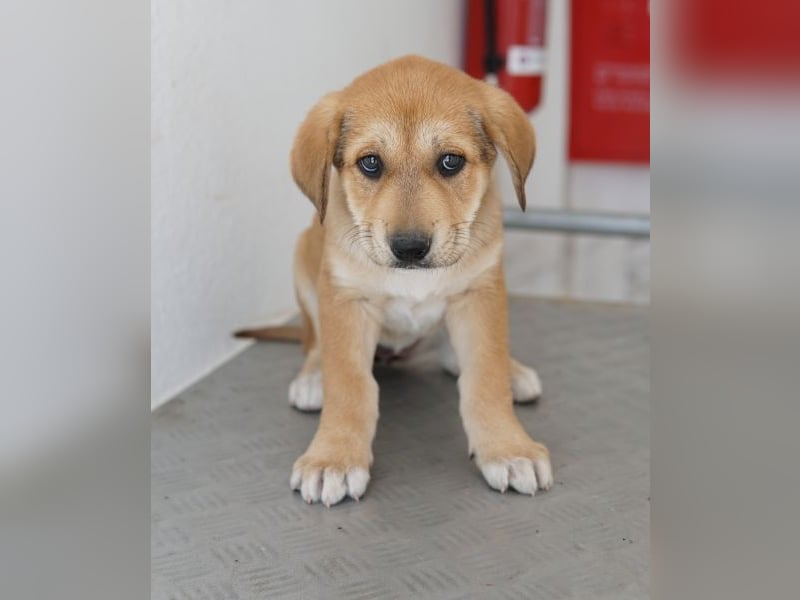 Krissy, geb. ca. 12/2025, lebt in GRIECHENLAND, auf einer privaten Pflegestelle