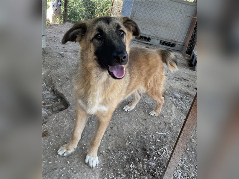 Thumper, geb. ca. 01/2022, lebt in GRIECHENLAND, im städt. Tierheim Serres