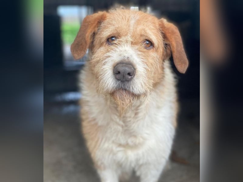 Yvaine, geb. ca. 05/2024, lebt in GRIECHENLAND, im städt. Tierheim Serres