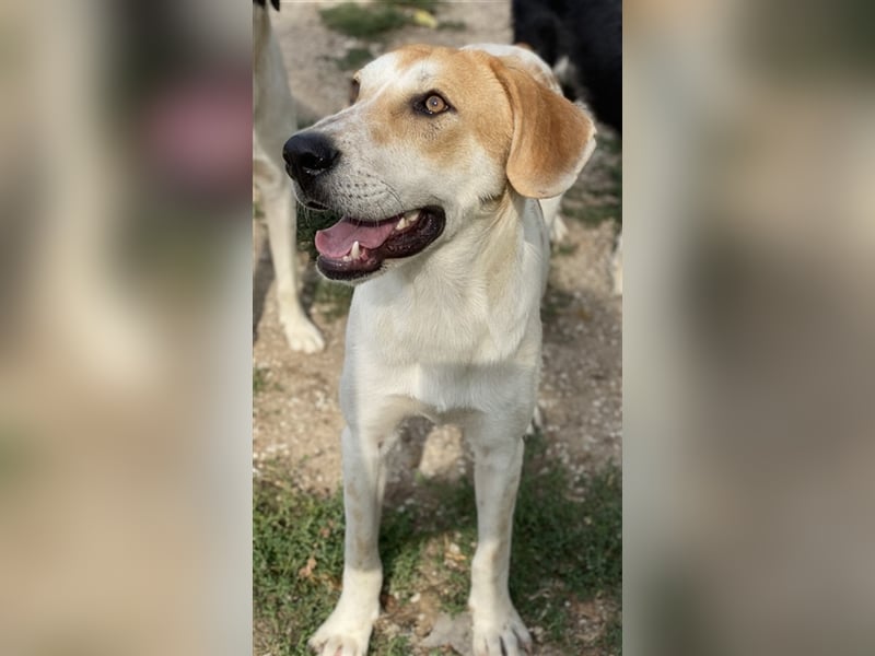 Roxi, geb. ca. 11/2022, lebt in GRIECHENLAND, im städt. Tierheim Serres