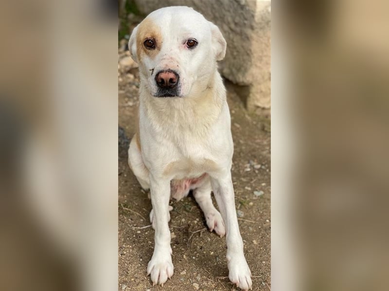 Lono, geb. ca. 06/2020, lebt in GRIECHENLAND, auf einer privaten Pflegestelle