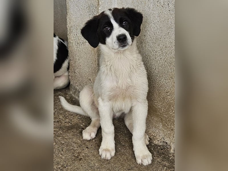 Zenzi, geb. ca. 01/2025, lebt in GRIECHENLAND, im städt. Tierheim Serres