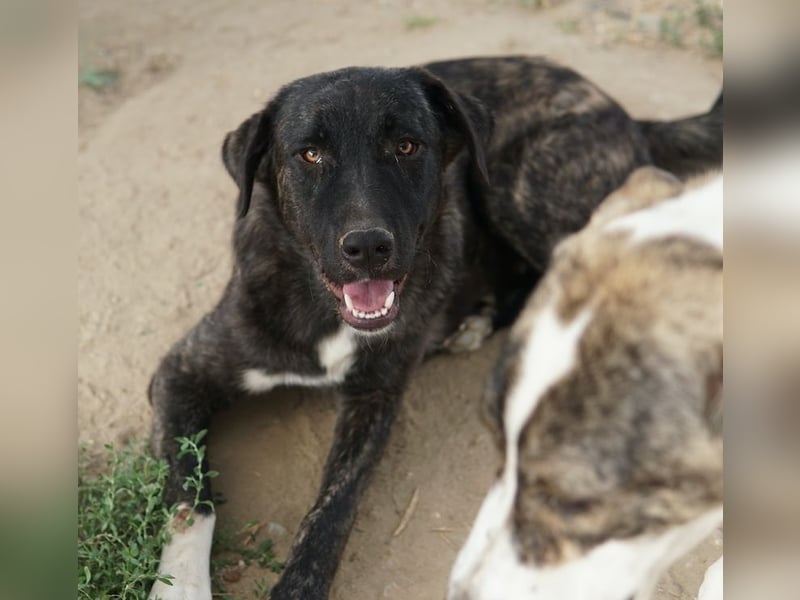 Targa, geb. ca. 12/2023, lebt in GRIECHENLAND, im städt. Tierheim Serres