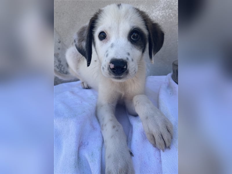 Benda, geb. ca. 06/2023, lebt in GRIECHENLAND, im städt. Tierheim Serres