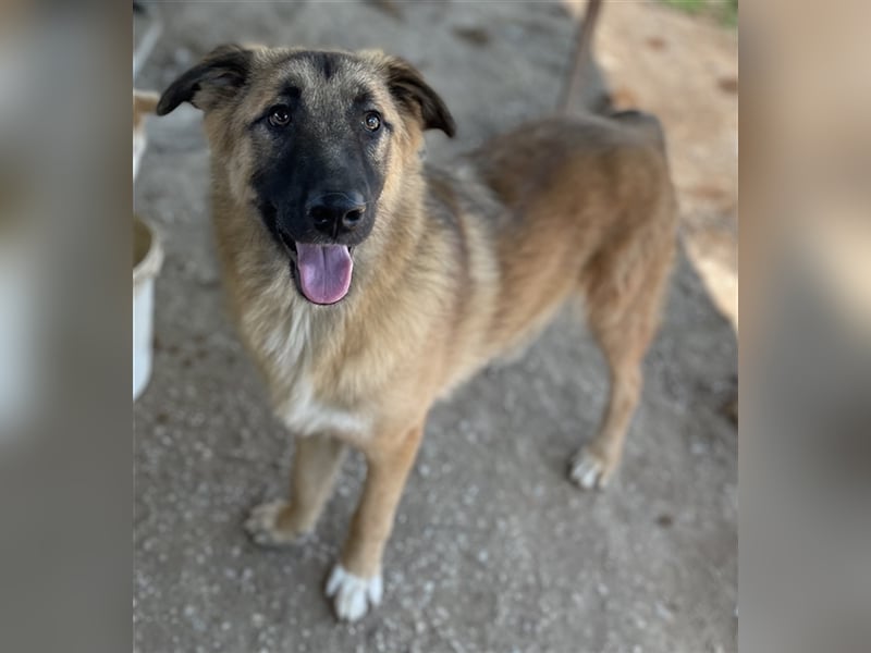 Thumper, geb. ca. 01/2022, lebt in GRIECHENLAND, im städt. Tierheim Serres