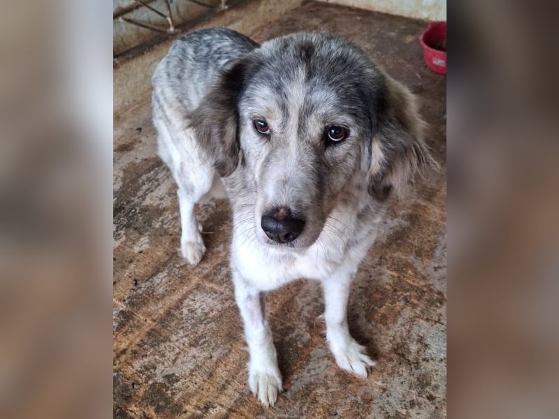 Taika, geb. ca. 07/2024, lebt in GRIECHENLAND, auf einer privaten Pflegestelle