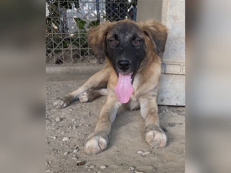 Lacasito, geb. ca. 01/2022, lebt in GRIECHENLAND, im städt. Tierheim Serres