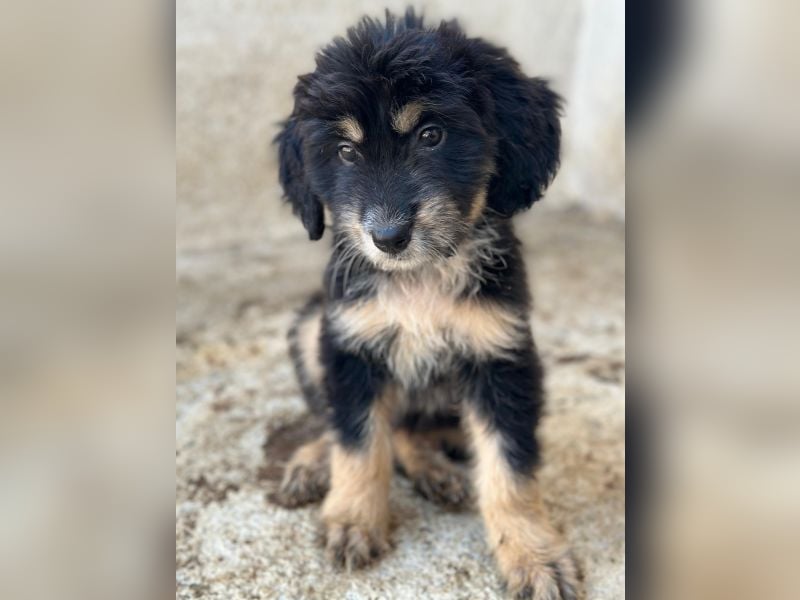 Ginger, geb. ca. 05/2026, lebt in GRIECHENLAND, im städt. Tierheim Serres