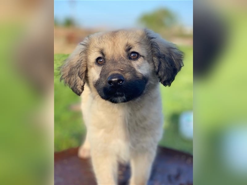Hermine Granger, geb. ca. 12/2023, lebt in GRIECHENLAND, im städt. Tierheim Serres
