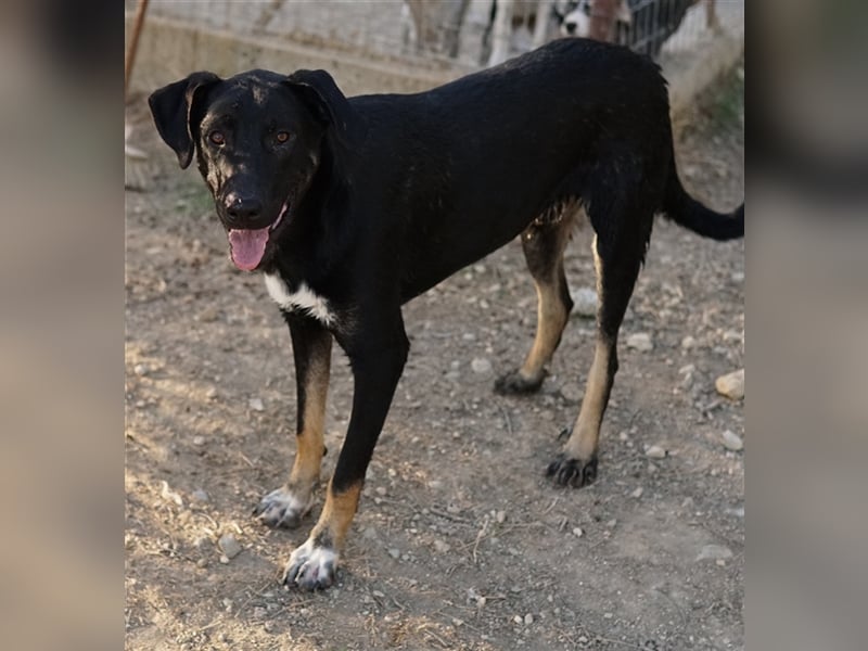 Jeppe, geb. ca. 12/2022, lebt in GRIECHENLAND, im städt. Tierheim Serres