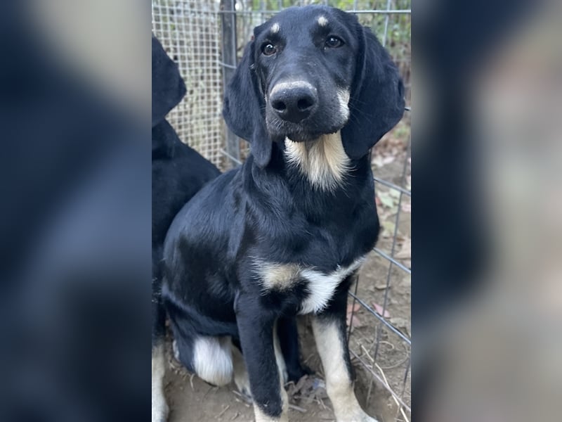 Blueberry, geb. ca. 06/2023, lebt in GRIECHENLAND, auf einer privaten Pflegestelle