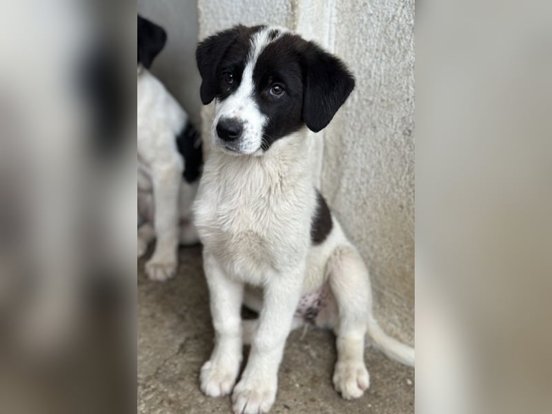 Zenzi, geb. ca. 01/2025, lebt in GRIECHENLAND, im städt. Tierheim Serres