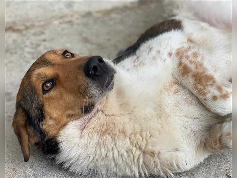 Noah, geb. ca. 10/2020, lebt in GRIECHENLAND, im städt. Tierheim Serres