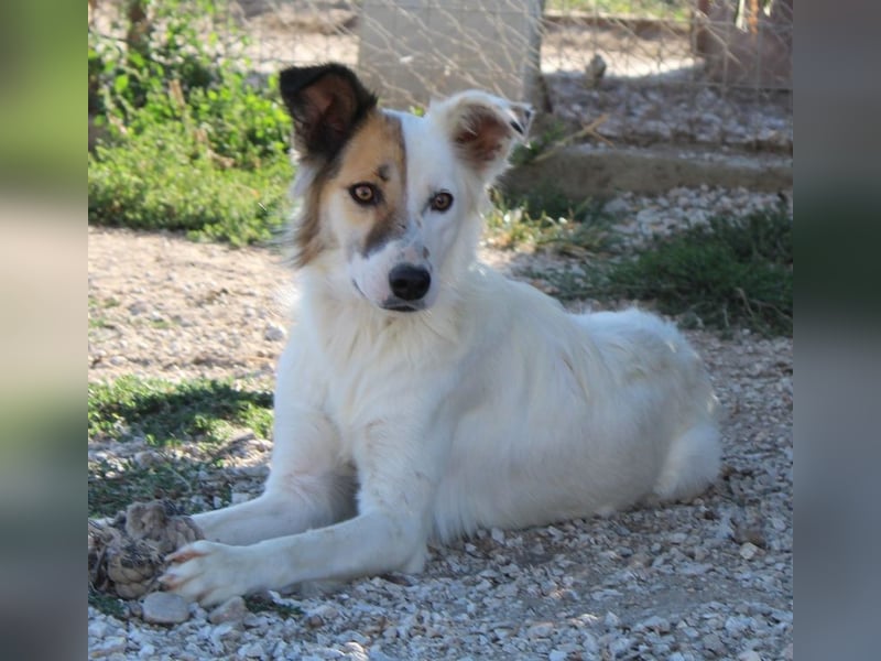 Motti, geb. ca. 07/2023, lebt in GRIECHENLAND, im städt. Tierheim Serres