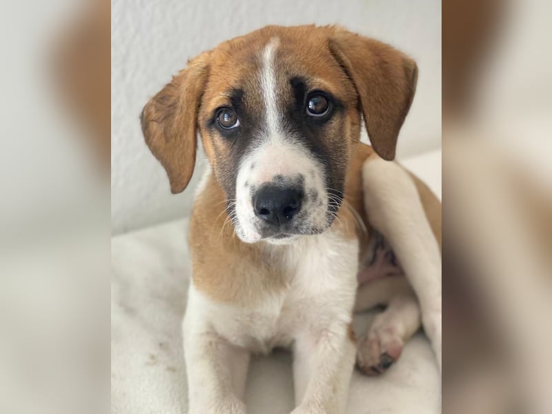 Juno, geb. 03/2025, lebt in GRIECHENLAND, im städt. Tierheim Serres