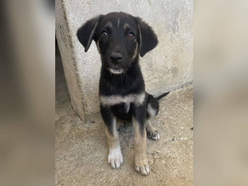 Elina, geb. ca. 03/2026, lebt in GRIECHENLAND, im städt. Tierheim Serres
