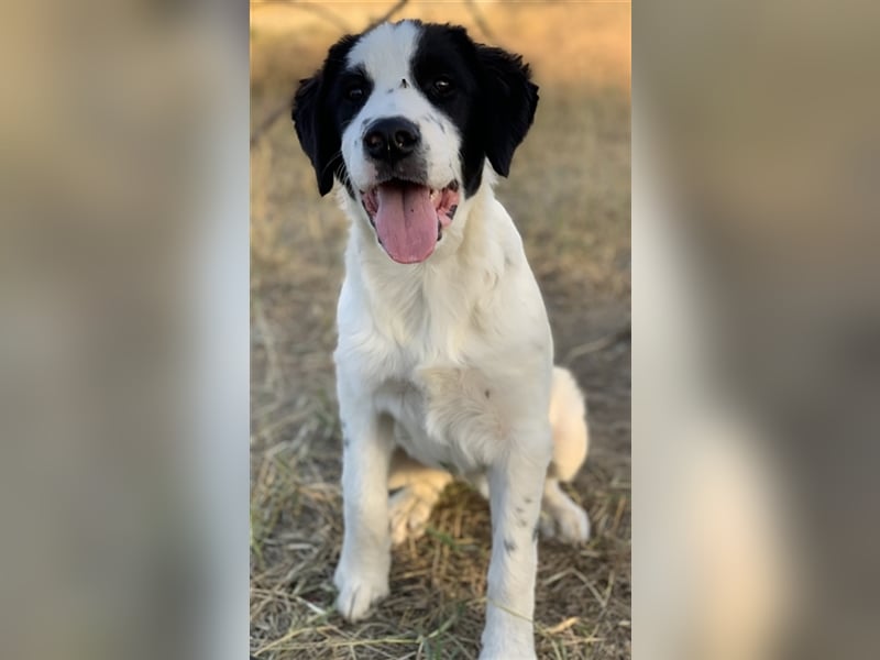 Umia, geb. ca. 05/2022, lebt in GRIECHENLAND, auf einer privaten Pflegestelle