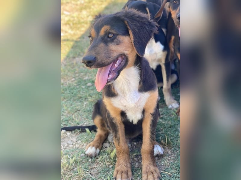 Quasti, geb. ca. 02/2025, lebt in GRIECHENLAND, auf einer privaten Pflegestelle