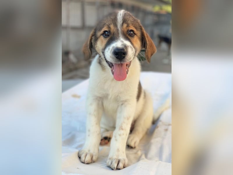 Trine, geb. ca. 05/2025, lebt in GRIECHENLAND, im städt. Tierheim Serres