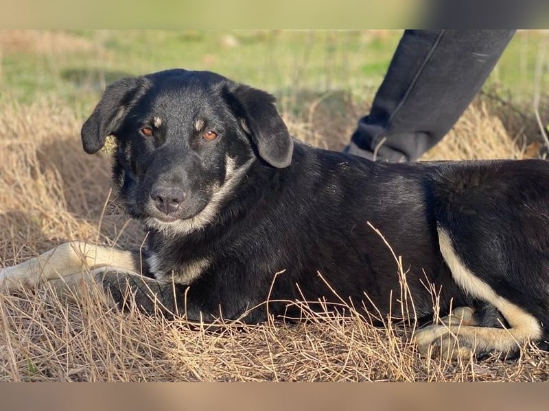 Ella, geb. ca. 09/2024, lebt in GRIECHENLAND, im städt. Tierheim Serres