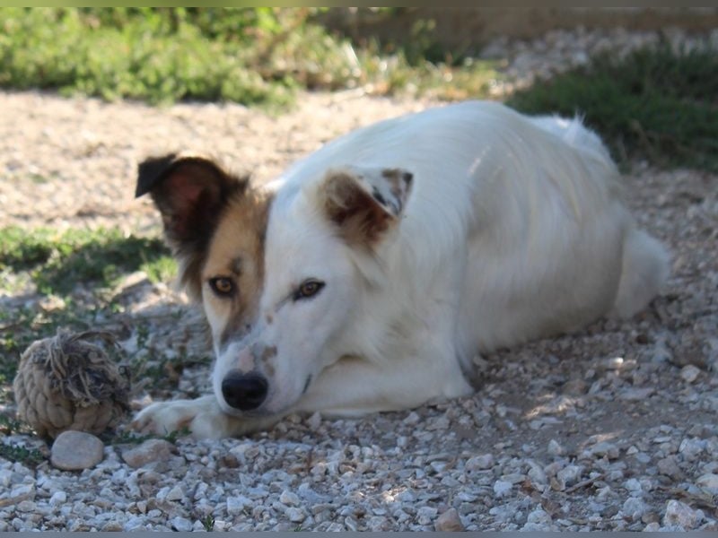 Motti, geb. ca. 07/2023, lebt in GRIECHENLAND, im städt. Tierheim Serres