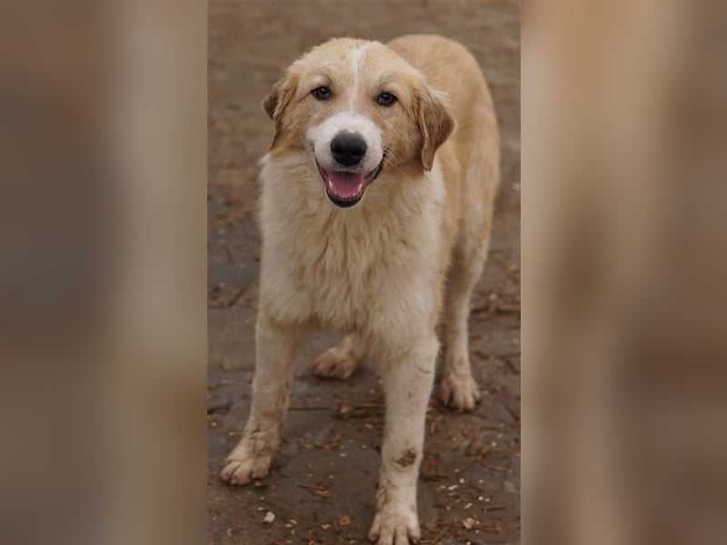 Alrakis, geb. ca. 07/2023, lebt in GRIECHENLAND, auf einer privaten Pflegestelle