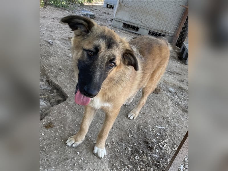 Thumper, geb. ca. 01/2022, lebt in GRIECHENLAND, im städt. Tierheim Serres