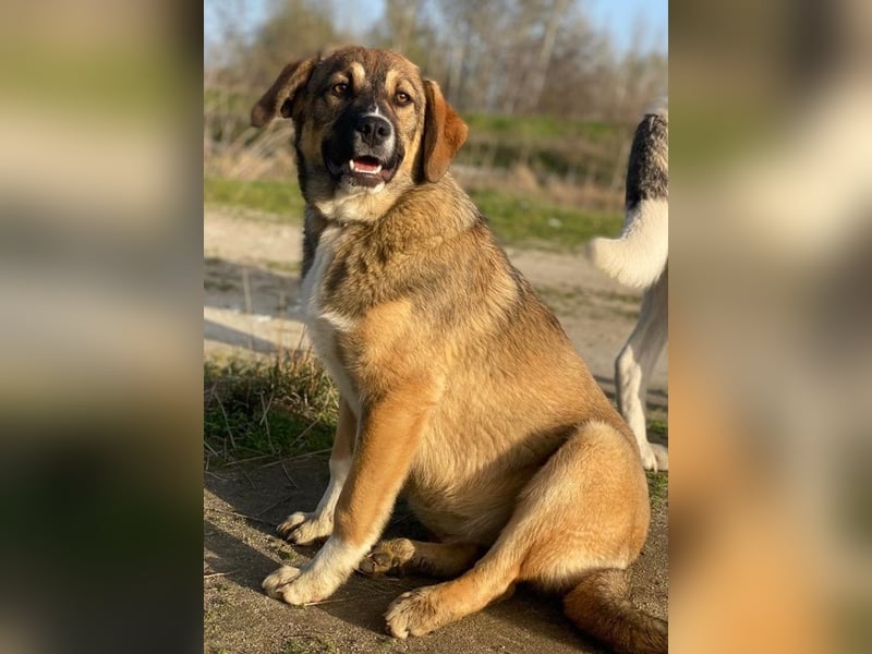 Hami, geb. ca. 09/2024, lebt in GRIECHENLAND, im städt. Tierheim Serres