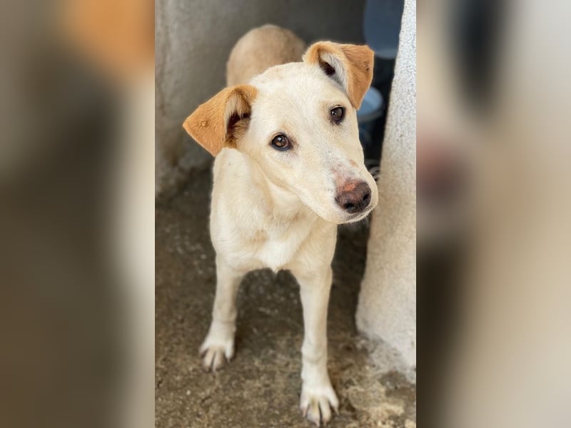 Kalena, geb. ca. 01/2025, lebt in GRIECHENLAND, im städt. Tierheim Serres