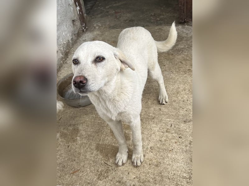 Nomi, geb. ca. 10/2024, lebt in GRIECHENLAND, auf einer privaten Pflegestelle