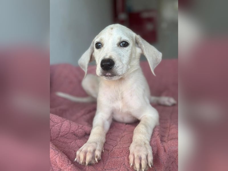 Lily, geb. ca. 05/2026, lebt in GRIECHENLAND, im städt. Tierheim Serres